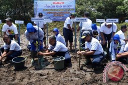 Koarmatim Tanam 5000 Mangrove