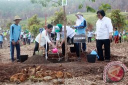 Presiden Jokowi Tanam Gaharu Di Tahura Kalsel