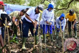 Pangarmatim Pimpin Tanam 5.000 Pohon Mangrove