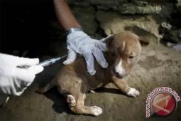 Dinkes Buru Kelompok Anjing Gila