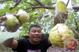 Pengadaan Bibit Jambu Bojonegoro Tercapai 143 Ribu