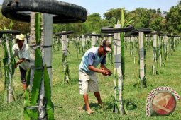 Presiden Perintahkan PTPN Siapkan Sedikitnya 10.000 Ha Untuk Buah
