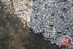 Ikan Mati di Pantai Ancol