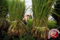 Pemkab Batanghari bantu bibit padi kepada petani