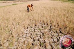 Pemprov Jambi ajukan asuransi lahan padi puso