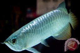 Kebutuhan Benih Arwana Di Sukabumi 40 Ribu/Bulan