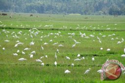 Ketika burung membawa warga desa miskin menuju kemakmuran