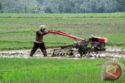 Ini Luas Sawah Yang Dijadikan Lahan Pertanian Abadi