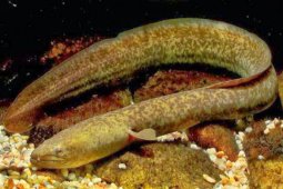 Ikan Sidat Potensial Dikembangkan Secara Luas