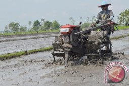 Tambah Areal Padi