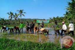 Disperta Jember Imbau Petani Waspadai Serangan Hama