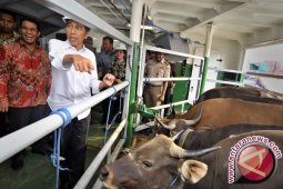 Presiden Tinjau Kapal Pengangkut Ternak