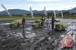 Produksi Padi Bone Bolango Capai 6,1 Ton/Hektare