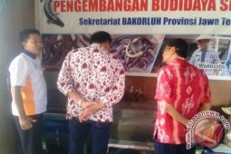 Budi daya sidat jalan sukses jadi eksportir