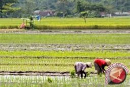 Realisasi UPSUS di Jambi baru 78 persen