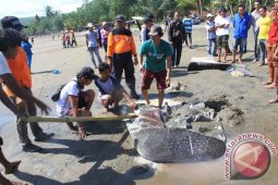 Ikan Paus Tutul Terdampar di Pantai Tulungagung