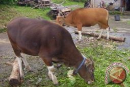 Peternak Minta Bibit Sapi Lokal