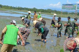 Petani Abdya Tanam Padi 10 Ribu Hektare