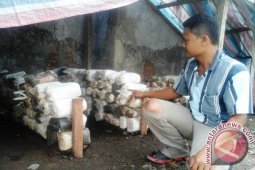 Budidaya Jamur Tapanuli Selatan Perlu Perhatian