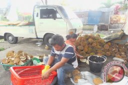 "Mendaging:" Durian Jadi Usaha Alternatif Warga Pematangsiantar
