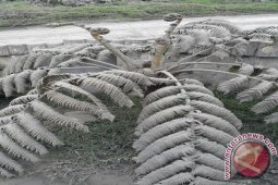 1.360 Ha Lahan Pertanian Probolinggo Terkena Abu Bromo