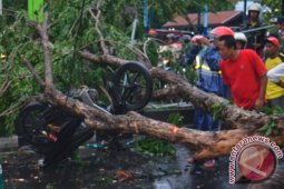 Pohon Tumbang di Gresik Lukai Pengendara Motor