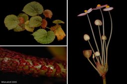 Peneliti Kebun Raya Temukan Begonia Jenis Baru