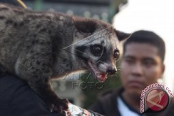 Pencinta Musang