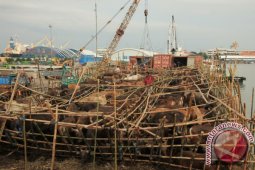 Ketahanan Daging Sapi Nasional