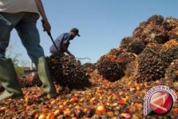 Devisa Sawit Sumut Akhir 2015 Masih Melemah