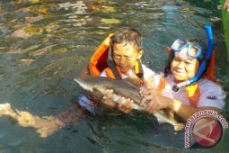 Berenang Sama Ikan Hiu