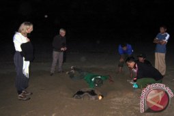 1.557 Penyu Mendarat di Pantai Sukamade Banyuwangi