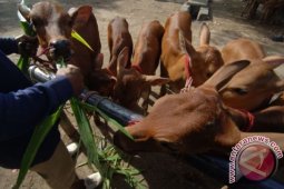 Disnak: Jatim Dapat 3.700 Sapi Impor