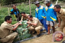 Tabalong Gandeng BI Siapkan Klaster Bawang Putih