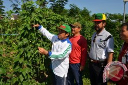 Sekda Banjar: Kacang Panjang Baik Untuk Kesehatan