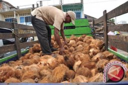 Harga Kelapa di Muntok Tembus Rp6.000/Butir