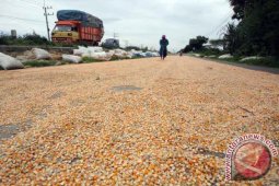 Pedagang Bojonegoro Perkirakan Harga Jagung Masih akan Naik
