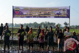 Kodim 0203/Langkat Tanam Varietas Kartika 1-82