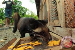 Biaya Tambahan Peternak Luwak
