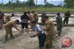 Pemkab Madina Sukseskan Tabur Perdana Padi Siganteng