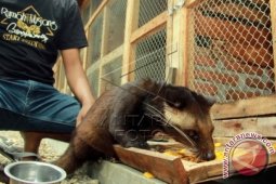 Peternak Luwak
