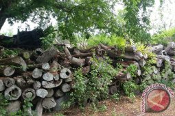 Ratusan Kubik Kayu Sitaan Mangkrak