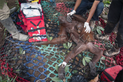 Evakuasi Orangutan Korban Kebakaran