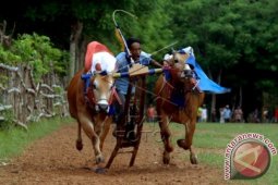 Jaga Performa Sapi Kerapan