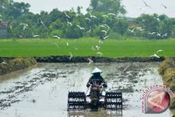 Taget Swasembada Pangan