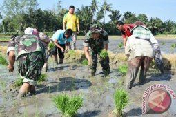Koramil 13 Tebing Tinggi Tanam Padi Perdana.