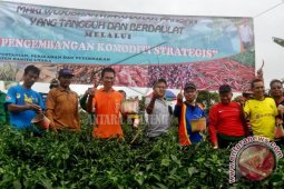 Bupati Barito Utara Panen Cabai Besar 