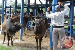Kebutuhan sapi "meugang" di Lhokseumawe 650 ekor