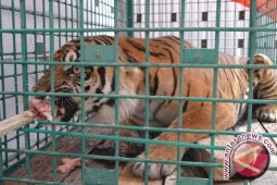 Harimau sumatera bernama Elsa mati