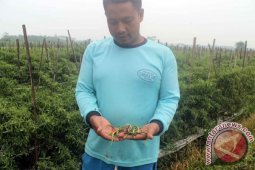 Petani Cabai Tulungagung Khawatirkan Intensitas Hujan Tinggi